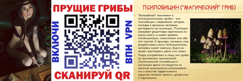 Купить  Вятские Поляны  Галлюциногенные грибы Psilocybine cubensis 